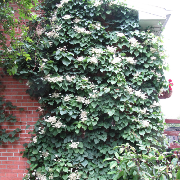 Схизофрагма Розеум (Roseum) купить с доставкой