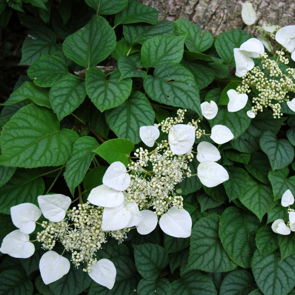 Схизофрагма Розеум (Roseum) купить с доставкой