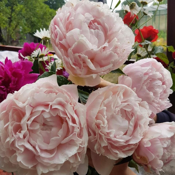 Пион Ник Шейлор (Nick Shaylor) купить с доставкой