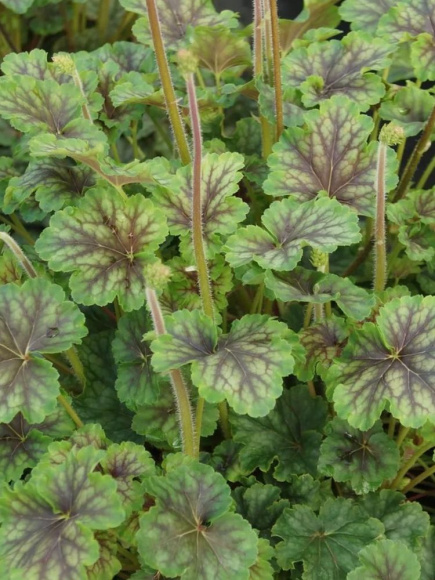 Гейхера Томас (Thomas) купить с доставкой