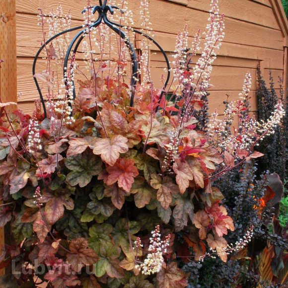 Гейхерелла Редстоун Фолс (Redstone Falls) купить с доставкой