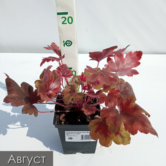 Гейхерелла Редстоун Фолс (Redstone Falls) купить с доставкой