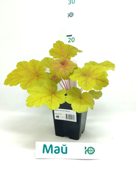 Гейхера Электра (Electra) купить с доставкой