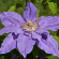 Клематис Коперник (Copernicus) купить с доставкой