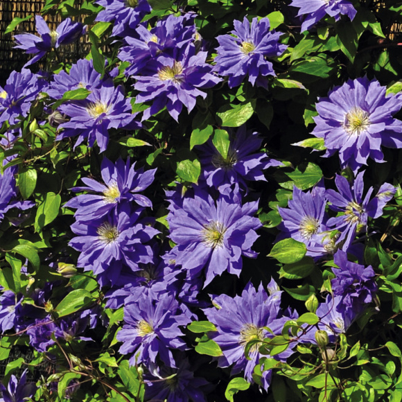 Клематис Коперник (Copernicus) купить с доставкой