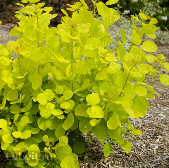 Скумпия Голден спирит (Golden Spirit) купить с доставкой