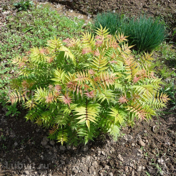 Рябинник рябинолистный Сэм (Sem) купить с доставкой