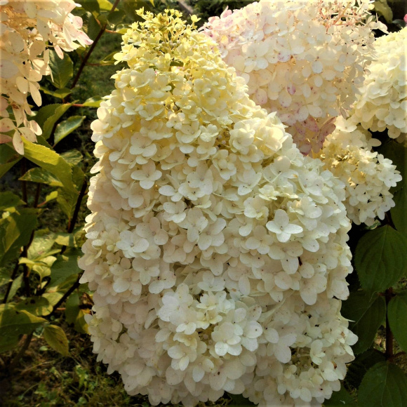 Гортензия Мэджикал Килиманджаро (Magical Kilimanjaro) метельчатая купить с доставкой