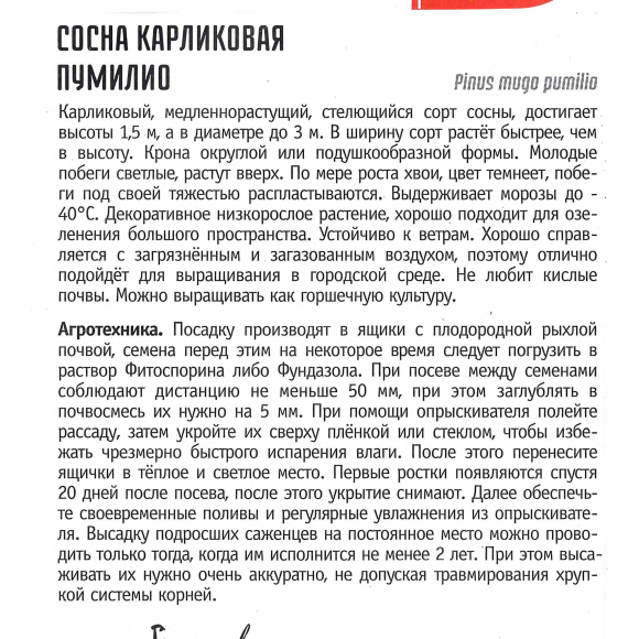 Сосна Пумилио карликовая [Семена редких растений] купить с доставкой