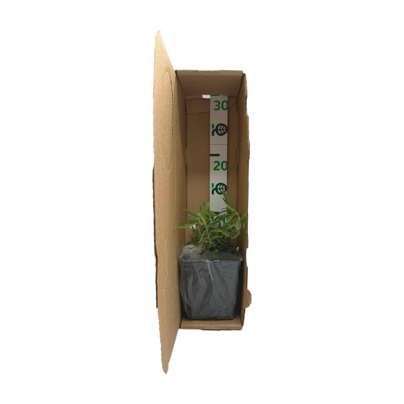 Коробка для упаковки растений  9,5 х 9,5 х 37 см 1000 шт купить с доставкой