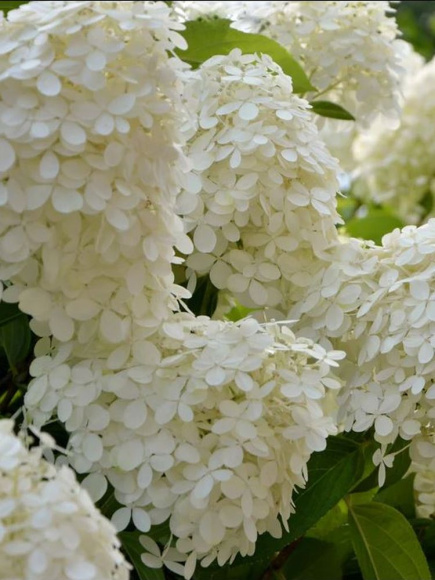 Гортензия Селекшн (Selection) метельчатая купить с доставкой