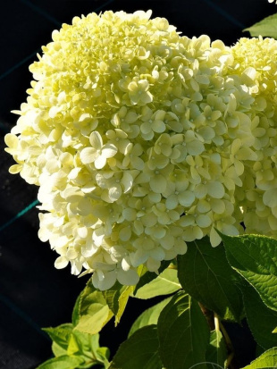 Гортензия Селекшн (Selection) метельчатая