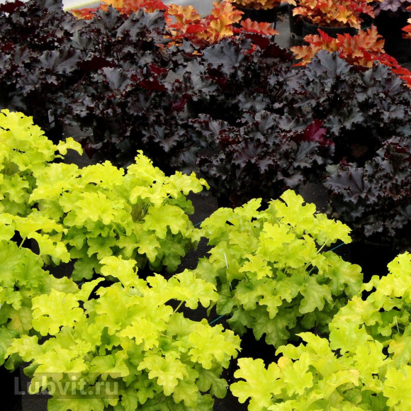 Гейхера Лайм Раффлз (Lime Ruffles) купить с доставкой