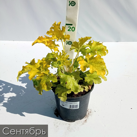 Гейхера Лайм Раффлз (Lime Ruffles) купить с доставкой