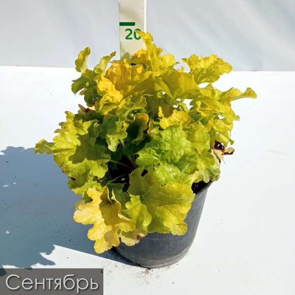 Гейхера Лайм Раффлз (Lime Ruffles) купить с доставкой