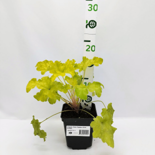 Гейхера Лайм Раффлз (Lime Ruffles)