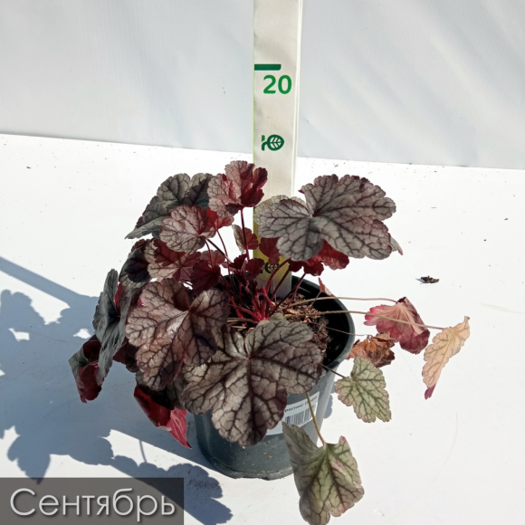 Гейхера Шуга Фростинг (Sugar Frosting) купить с доставкой