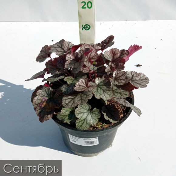 Гейхера Шуга Фростинг (Sugar Frosting) купить с доставкой