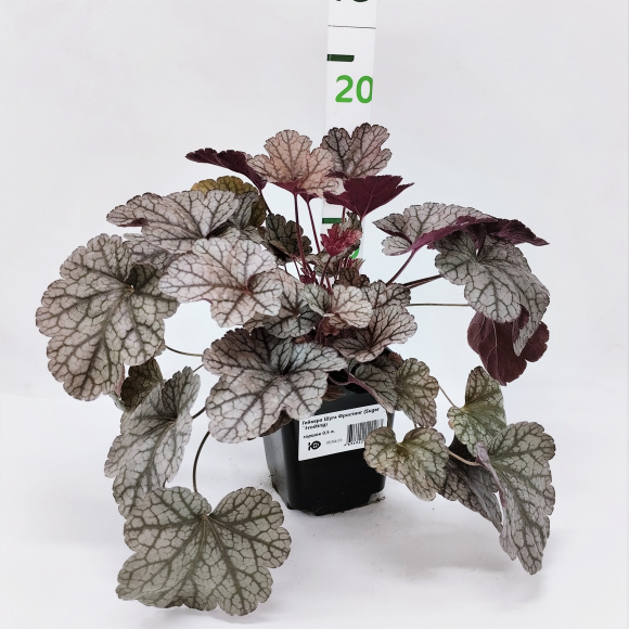 Гейхера Шуга Фростинг (Sugar Frosting) купить с доставкой