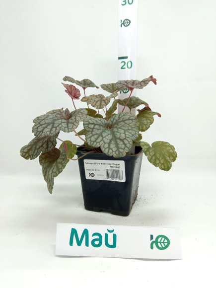 Гейхера Шуга Фростинг (Sugar Frosting) купить с доставкой