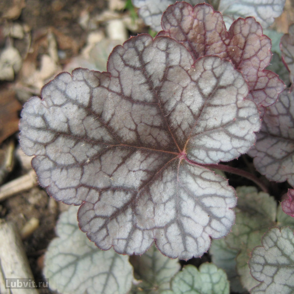 Гейхера Шуга Фростинг (Sugar Frosting) купить с доставкой