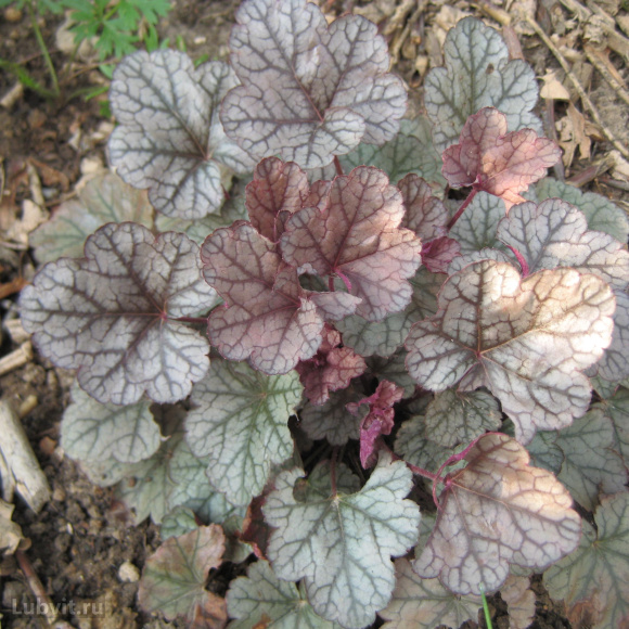 Гейхера Шуга Фростинг (Sugar Frosting) купить с доставкой
