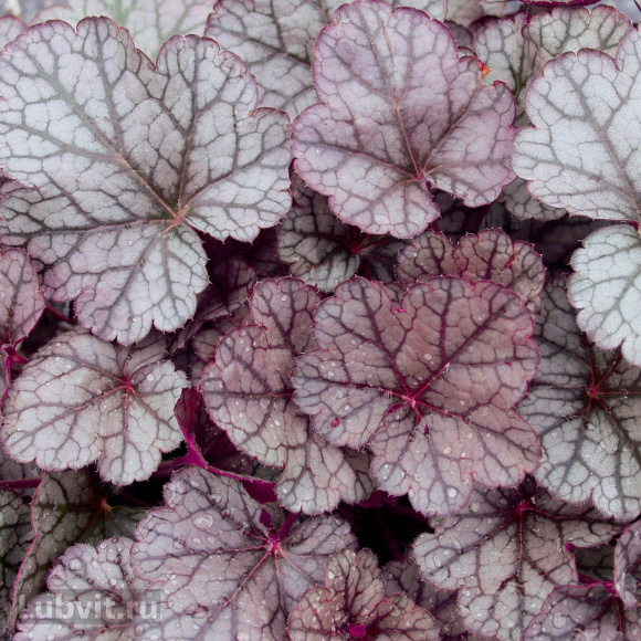 Гейхера Шуга Фростинг (Sugar Frosting) купить с доставкой