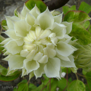 Клематис Дюшес Оф Эдинбург (Duchess of Edinburgh)