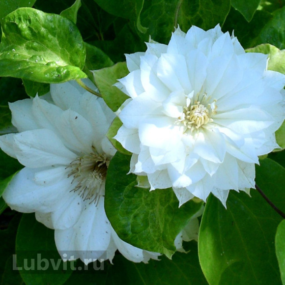 Клематис Дюшес Оф Эдинбург (Duchess of Edinburgh) купить с доставкой