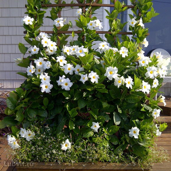 Дипладения Белая (White) купить с доставкой