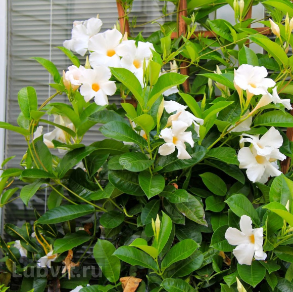 Дипладения Белая (White) купить с доставкой