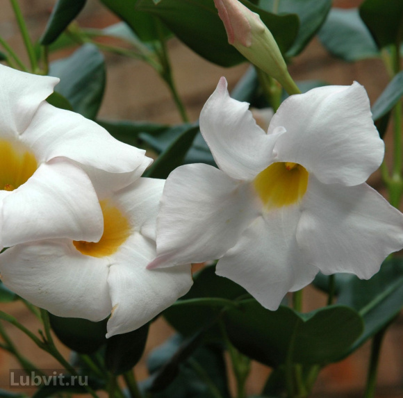 Дипладения Белая (White) купить с доставкой