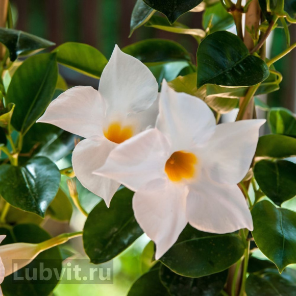 Дипладения Белая (White) купить с доставкой