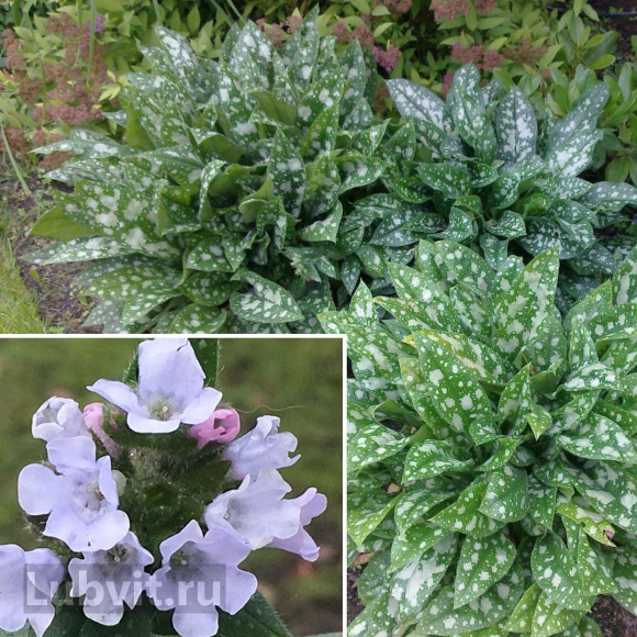 Медуница Опал (Opal) купить с доставкой