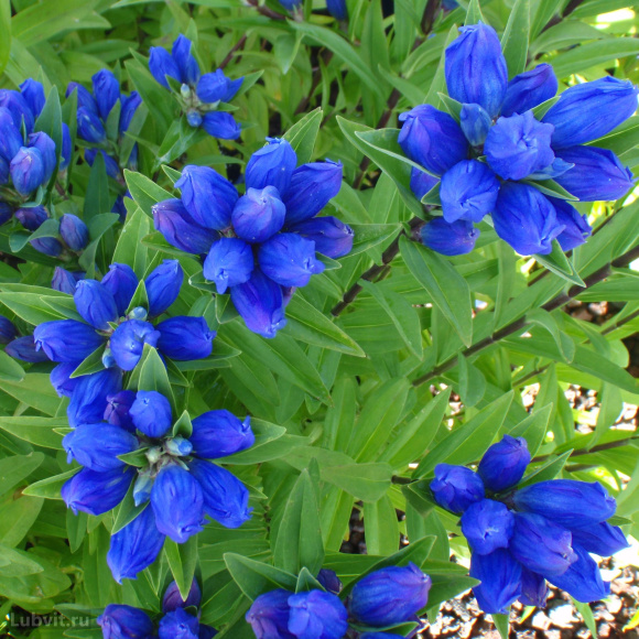 Горечавка Блю Мэджик (Blue Magic) купить с доставкой