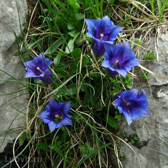 Горечавка Блю Мэджик (Blue Magic) купить с доставкой