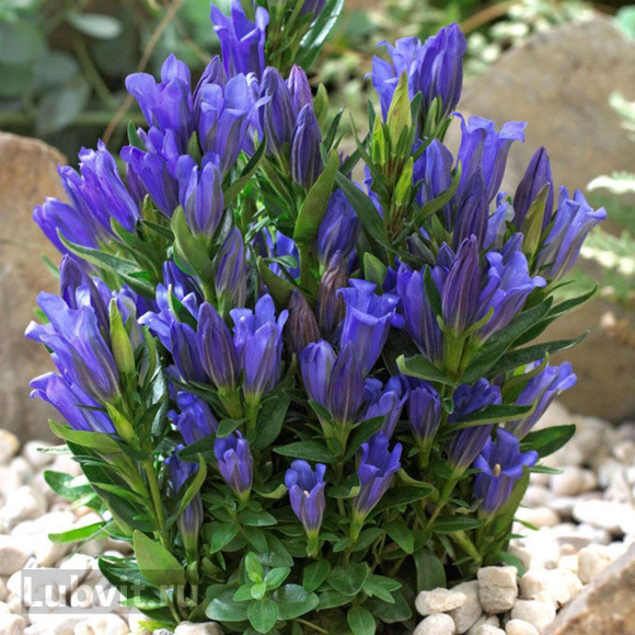 Горечавка Блю Мэджик (Blue Magic) купить с доставкой