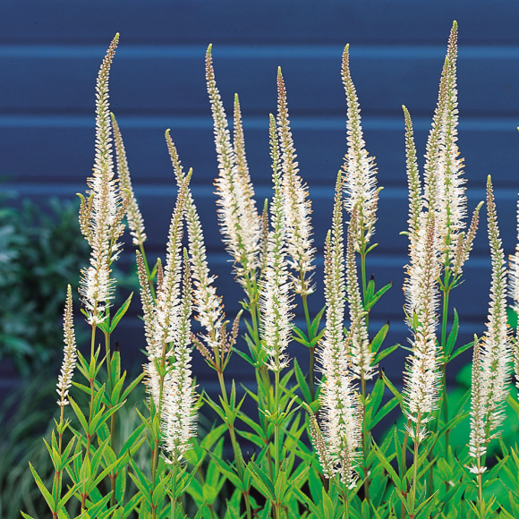 Вероникаструм Альбум (Album) купить с доставкой