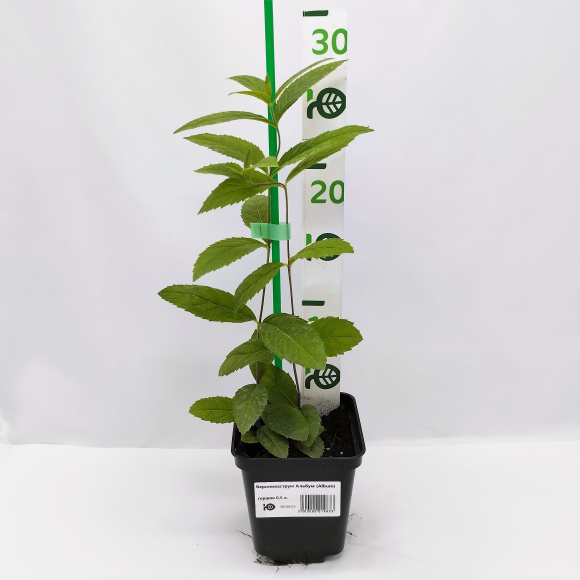 Вероникаструм Альбум (Album) купить с доставкой