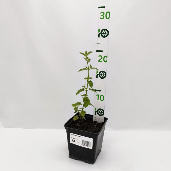 Шалфей луговой купить с доставкой