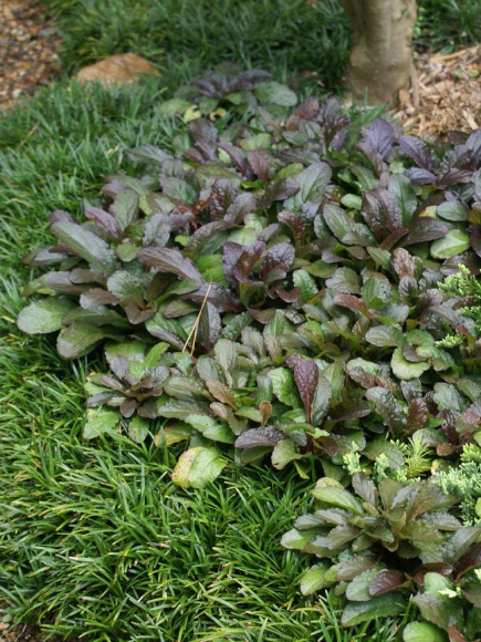 Живучка ползучая (Аюга) купить с доставкой