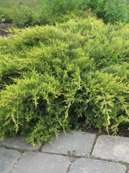 Можжевельник китайский Голд Коаст (Gold Coast) купить с доставкой