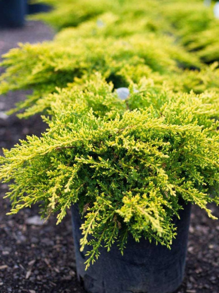 Можжевельник китайский Голд Коаст (Gold Coast) купить с доставкой