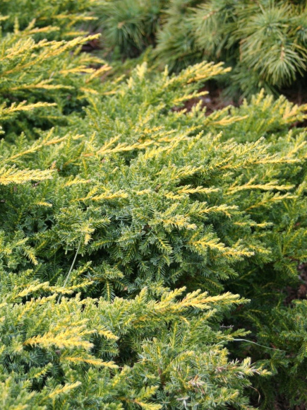 Можжевельник китайский Голд Коаст (Gold Coast) купить с доставкой