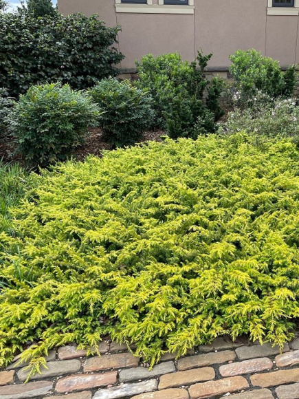 Можжевельник китайский Голд Коаст (Gold Coast) купить с доставкой