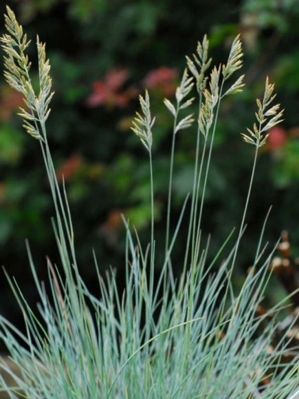 Овсяница сизая купить с доставкой