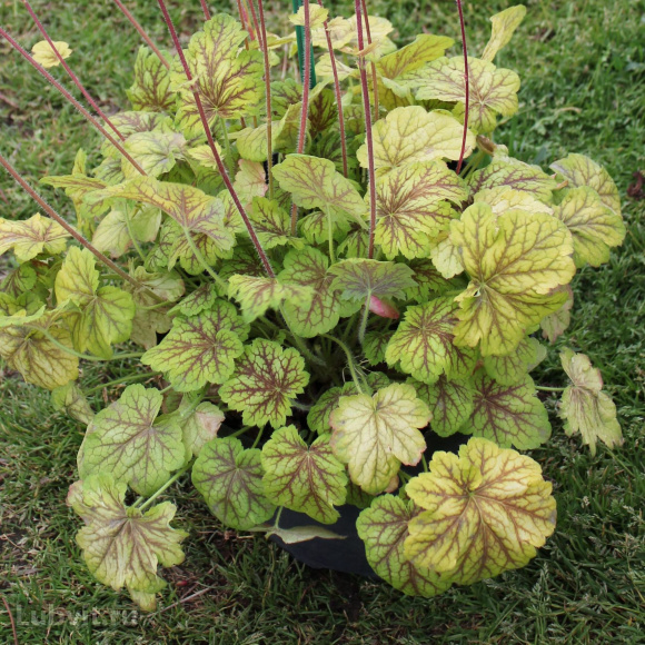 Гейхера Ренуар (Renoir) купить с доставкой