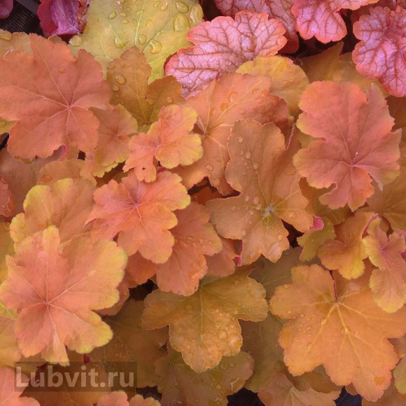 Гейхера Карамель (Caramel) купить с доставкой