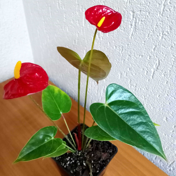 Антуриум Андрэ (Andreanum) 0.5 л.