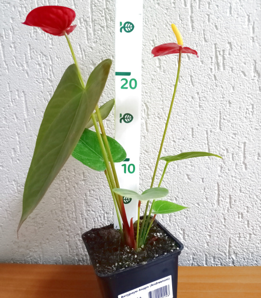 Антуриум Андрэ (Andreanum) 0.5 л.